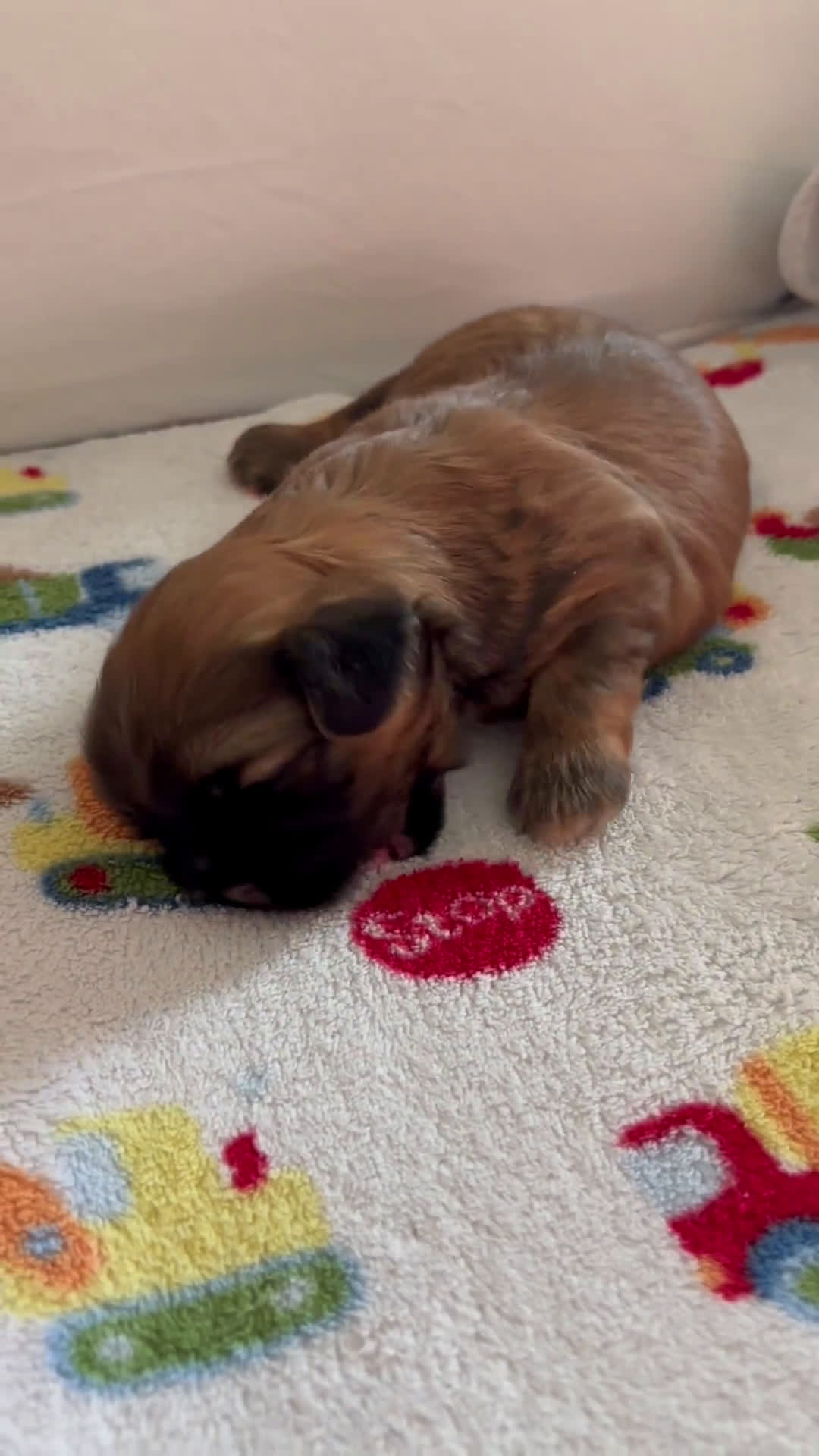 Teddy Bear dogs for sale: Teddy Bear 3 puppies - Video 1