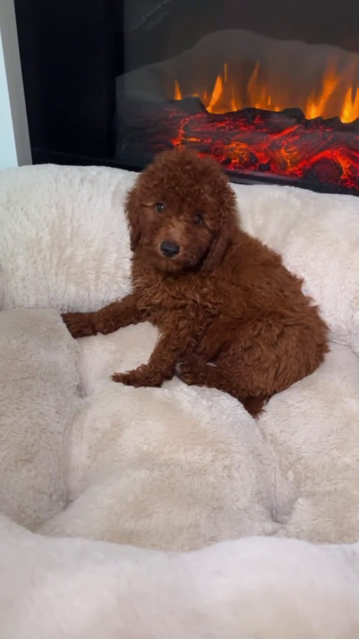 Miniature Poodle dogs for sale: Miniature Poodle 3 puppies - Video 2