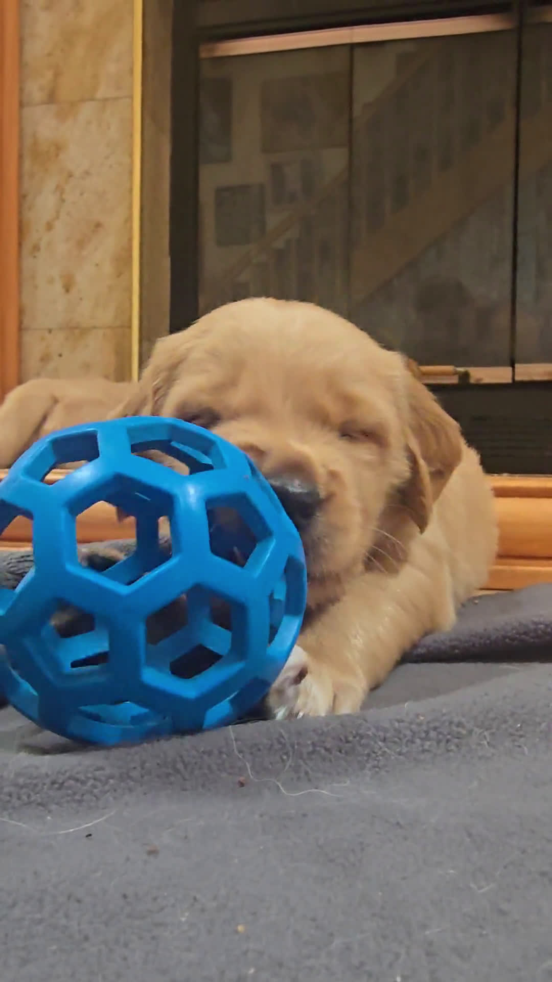Golden Retriever dogs for sale: Golden Retriever 6 puppies - Video 1