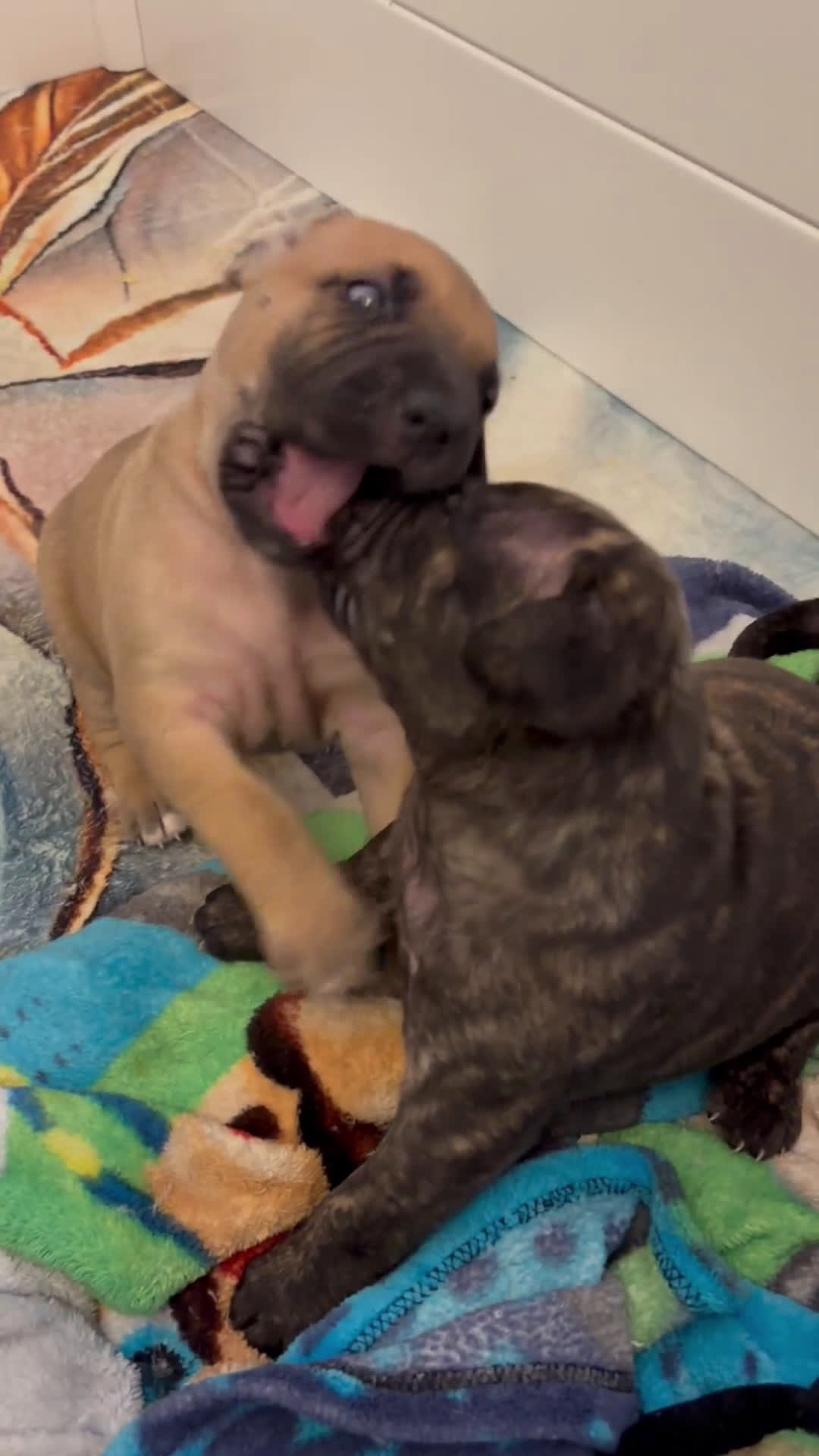 Cane Corso dogs for sale: Cane Corso 6 puppies - Video 2