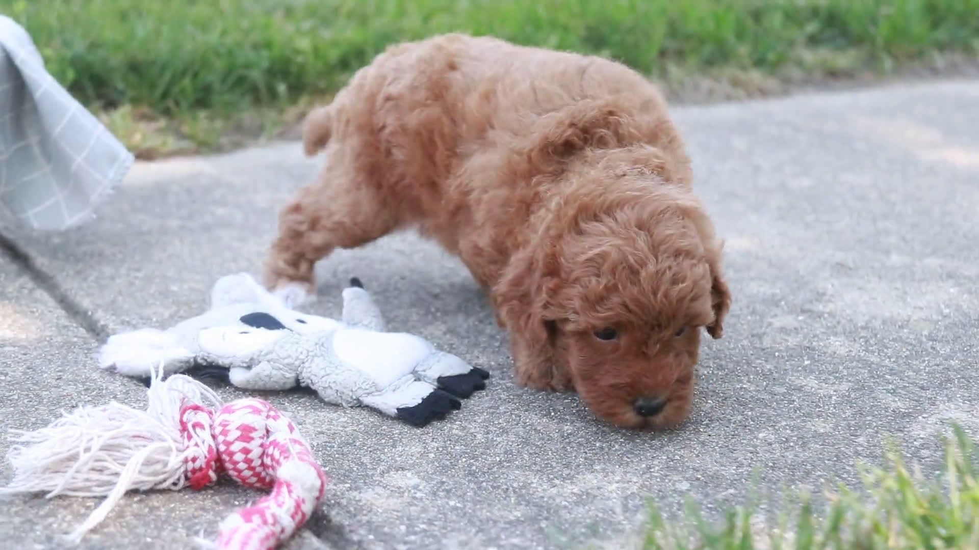 Miniature Poodle dogs for sale: Miniature Poodle 2 puppies - Video 1