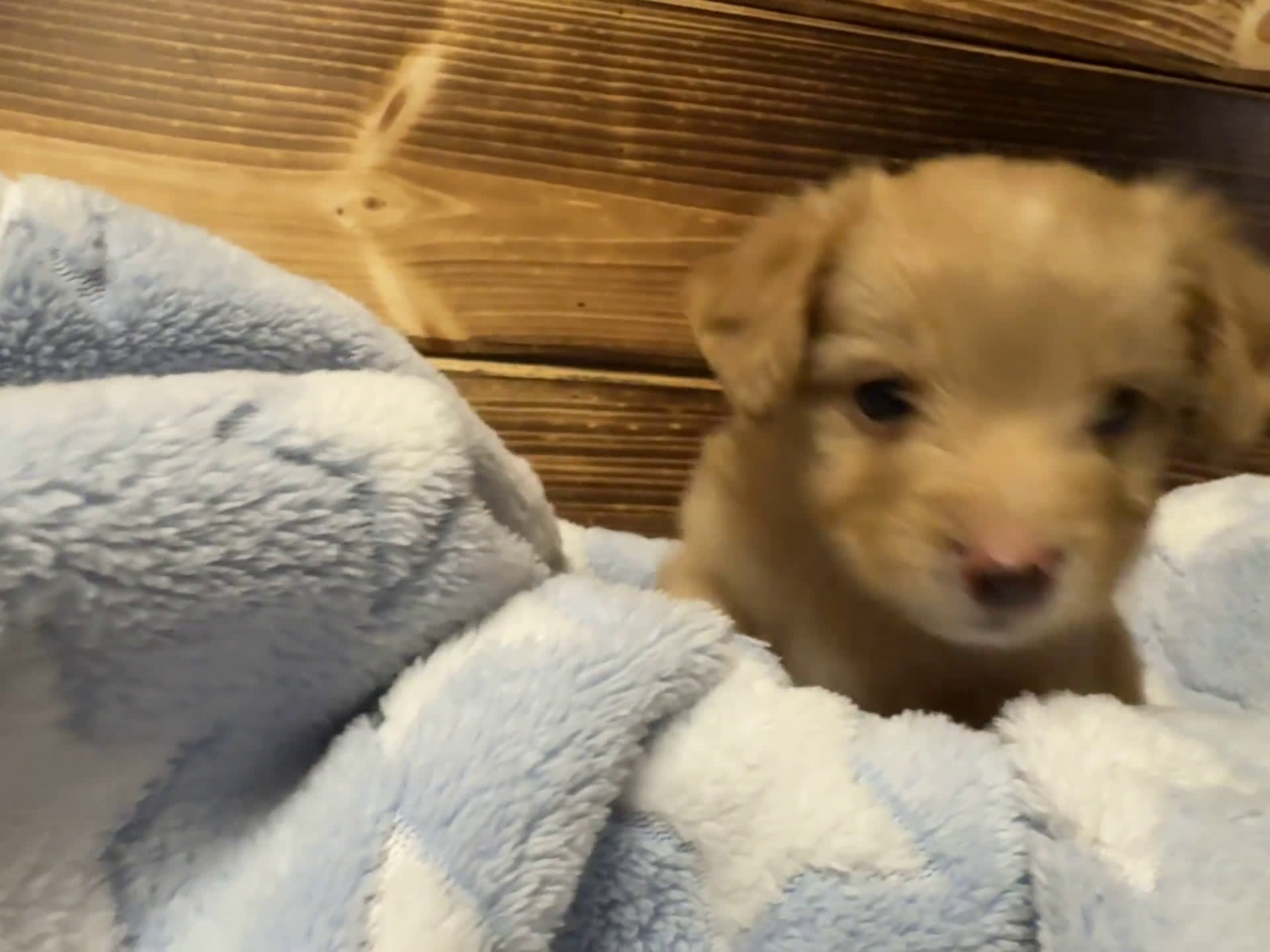 Mini Aussiedoodle dogs for sale: Mini Aussiedoodle 6 puppies - Video 1