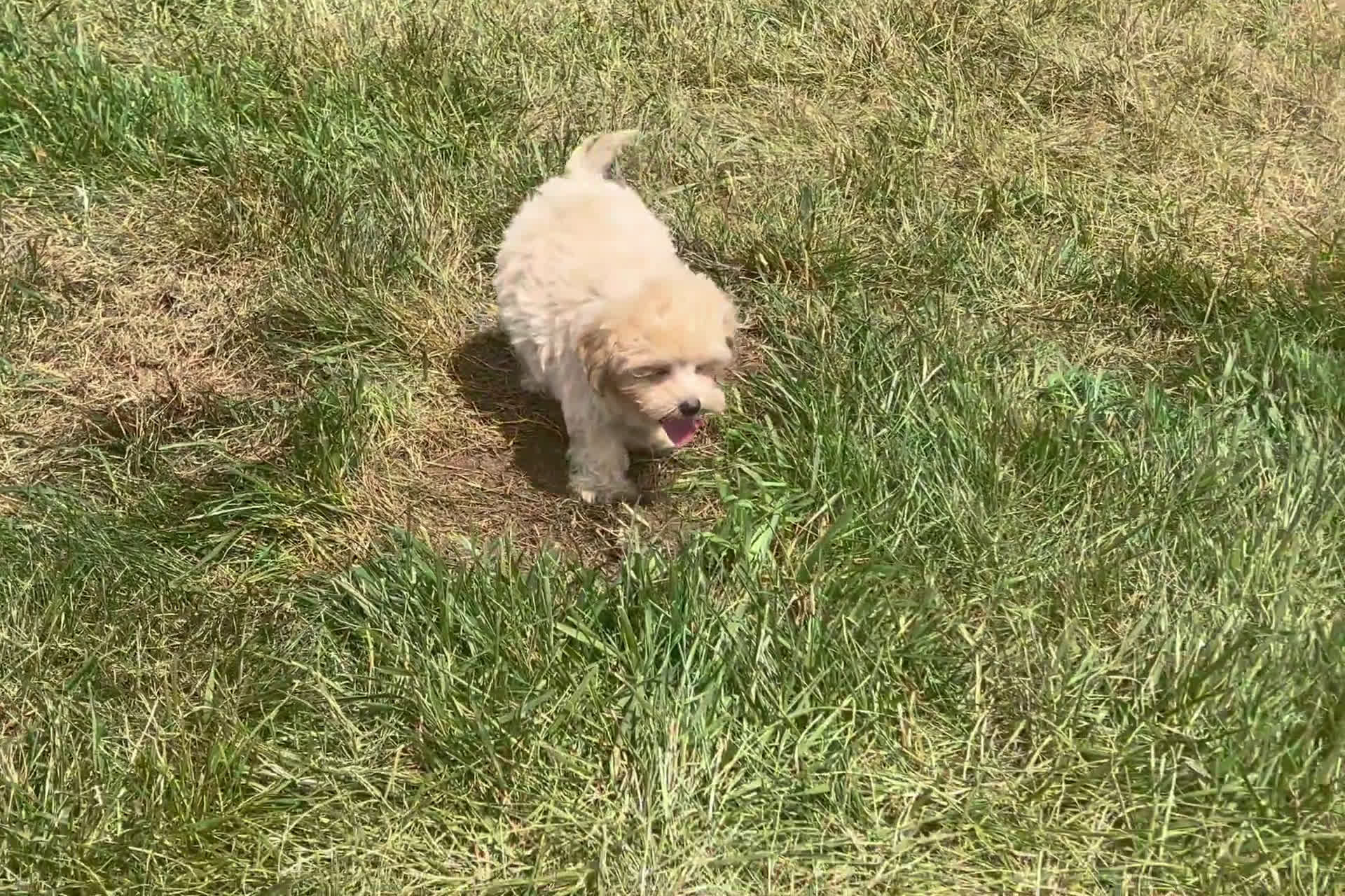 Maltipoo dogs for sale: Maltipoo 4 puppies - Video 1
