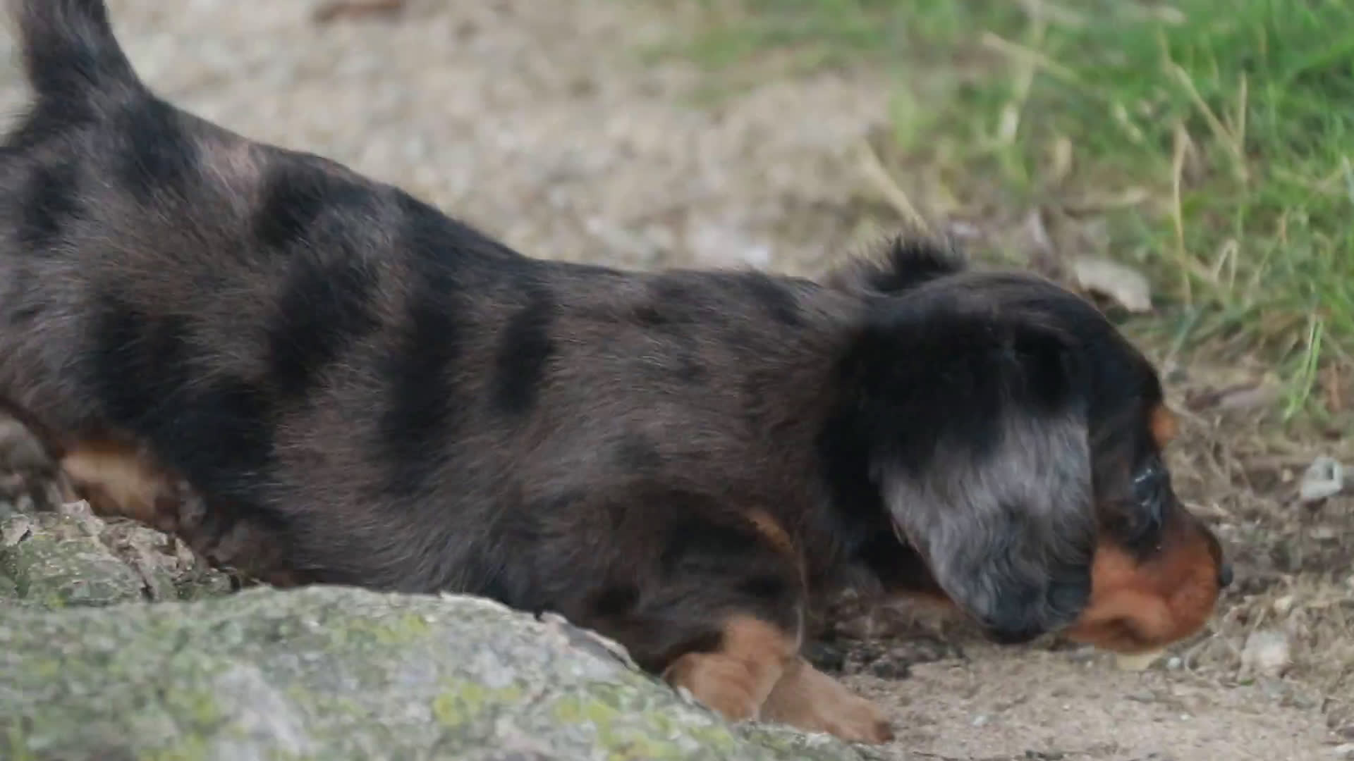 Miniature Dachshund dogs for sale: Miniature Dachshund 3 puppies - Video 2
