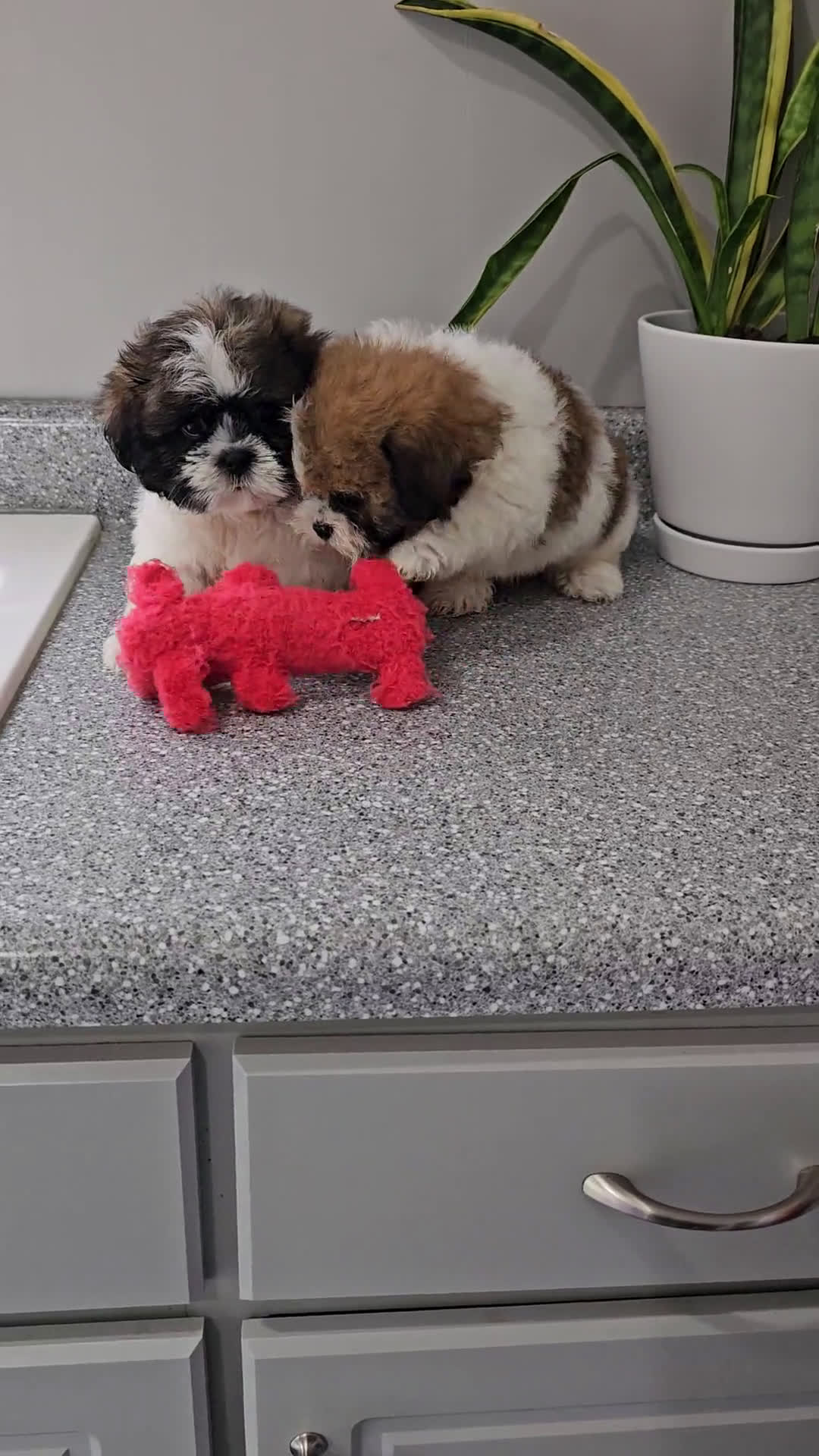 Shih Tzu dogs for sale: Shih Tzu 1 puppies - Video 1