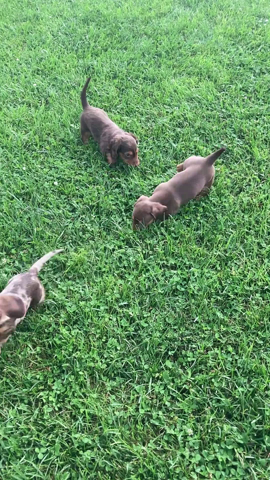 Dachshund dogs for sale: Dachshund 3 puppies - Video 6