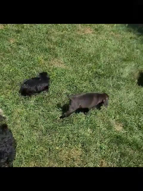 Boston Terrier dogs for sale: Boston Terrier 3 puppies - Video 3