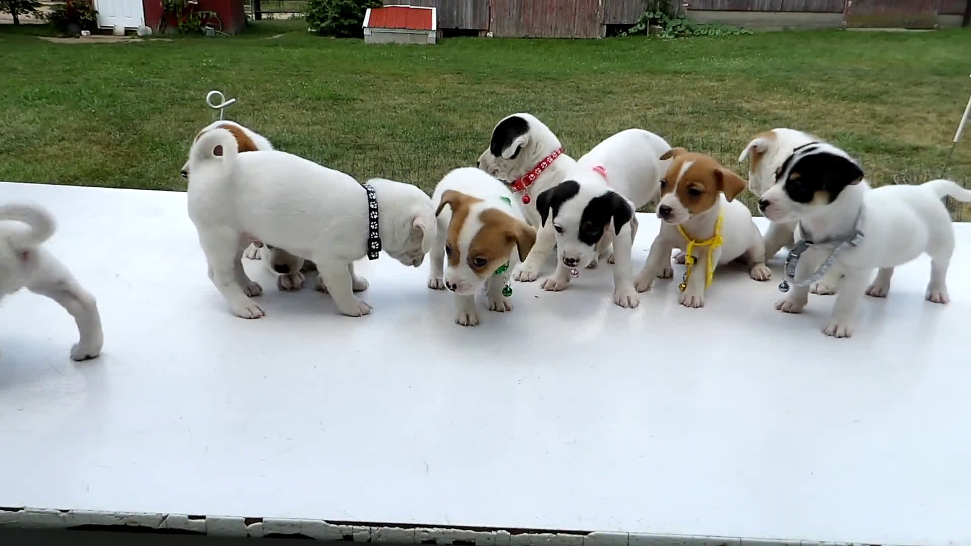 Jack Russell Terrier dogs for sale: Jack Russell Terrier 10 puppies - Video 1