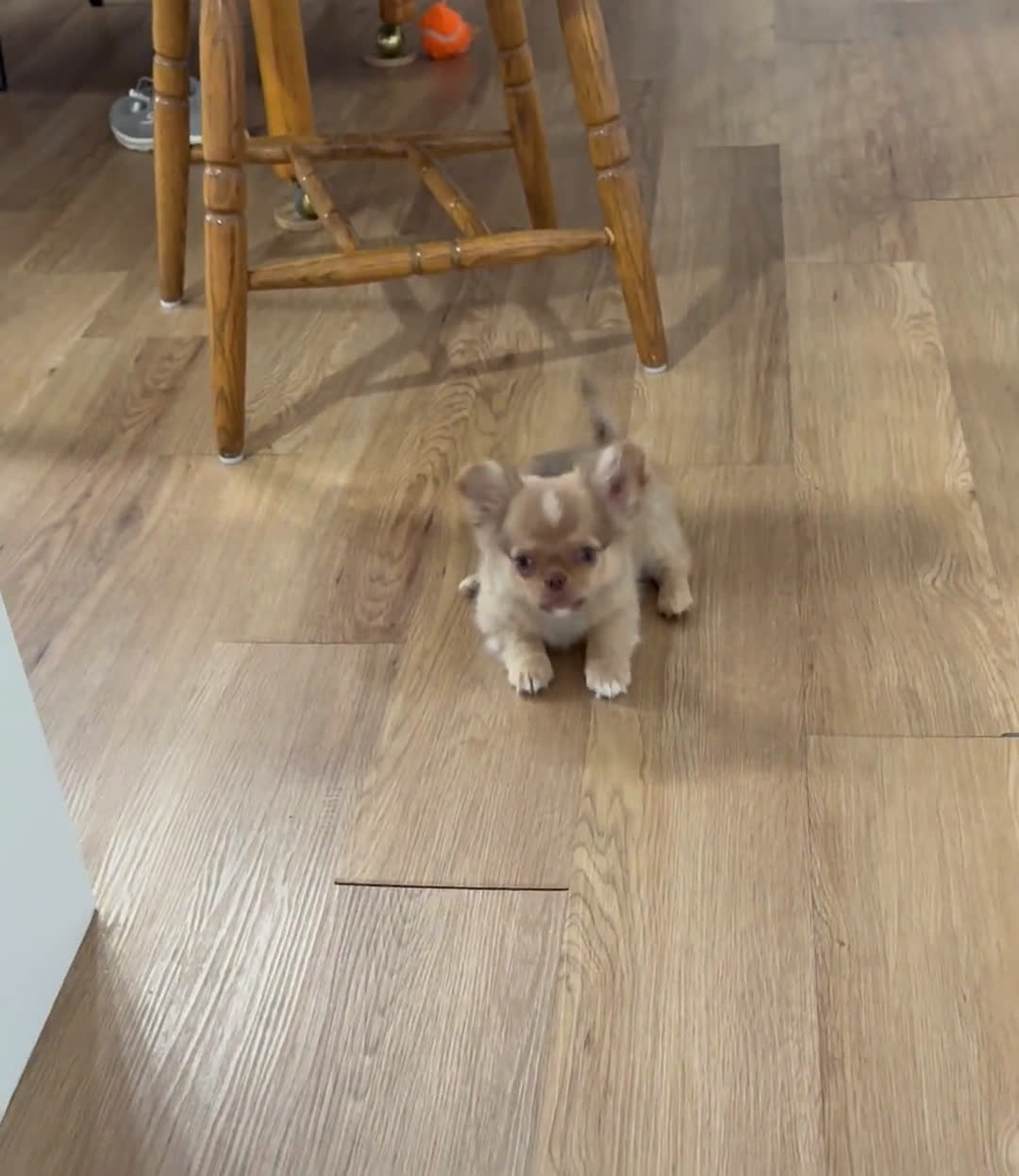 Chihuahua dogs for sale: Chihuahua 2 puppies - Video 1