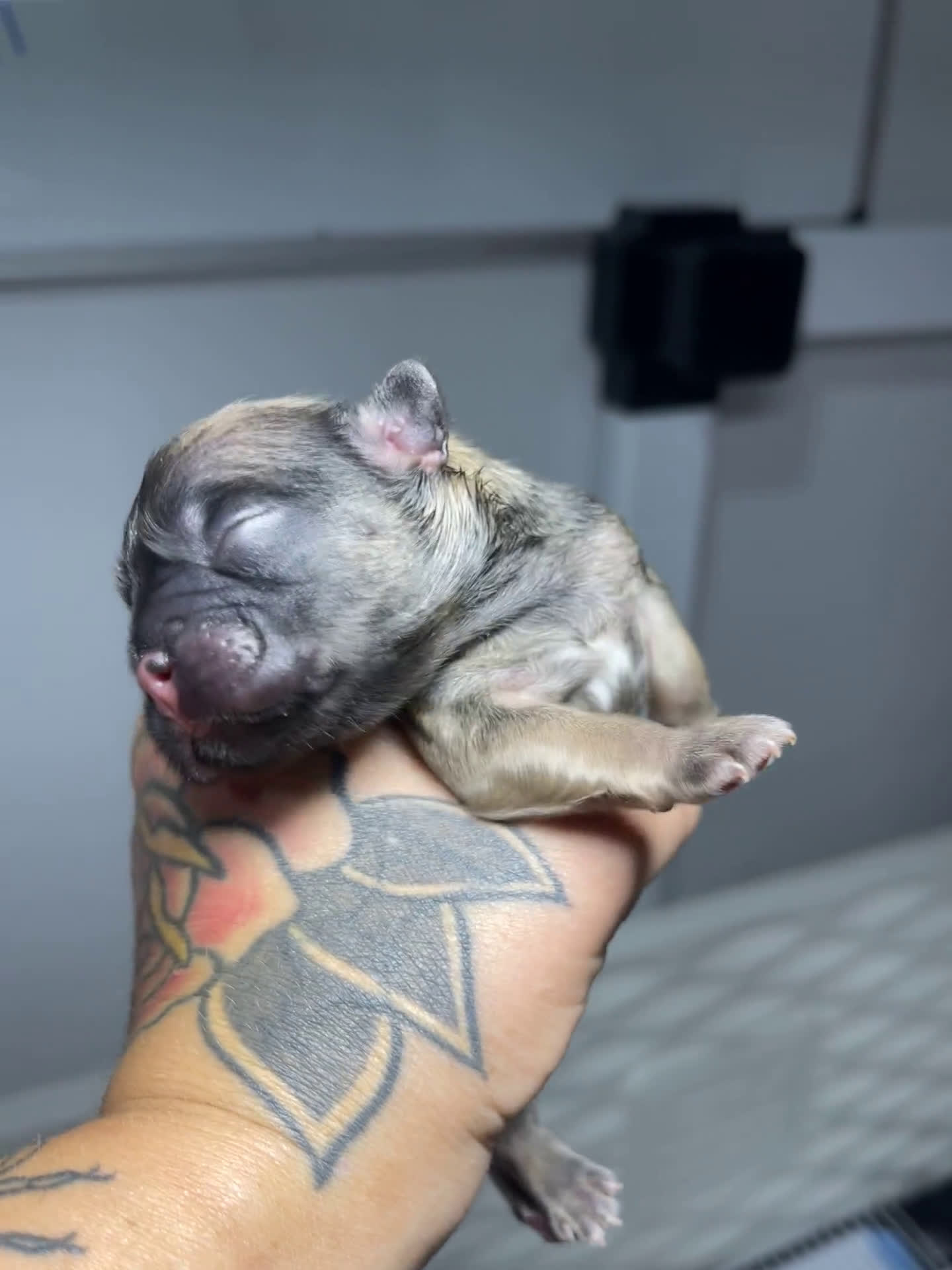 French Bulldog dogs for sale: French Bulldog 4 puppies - Video 2