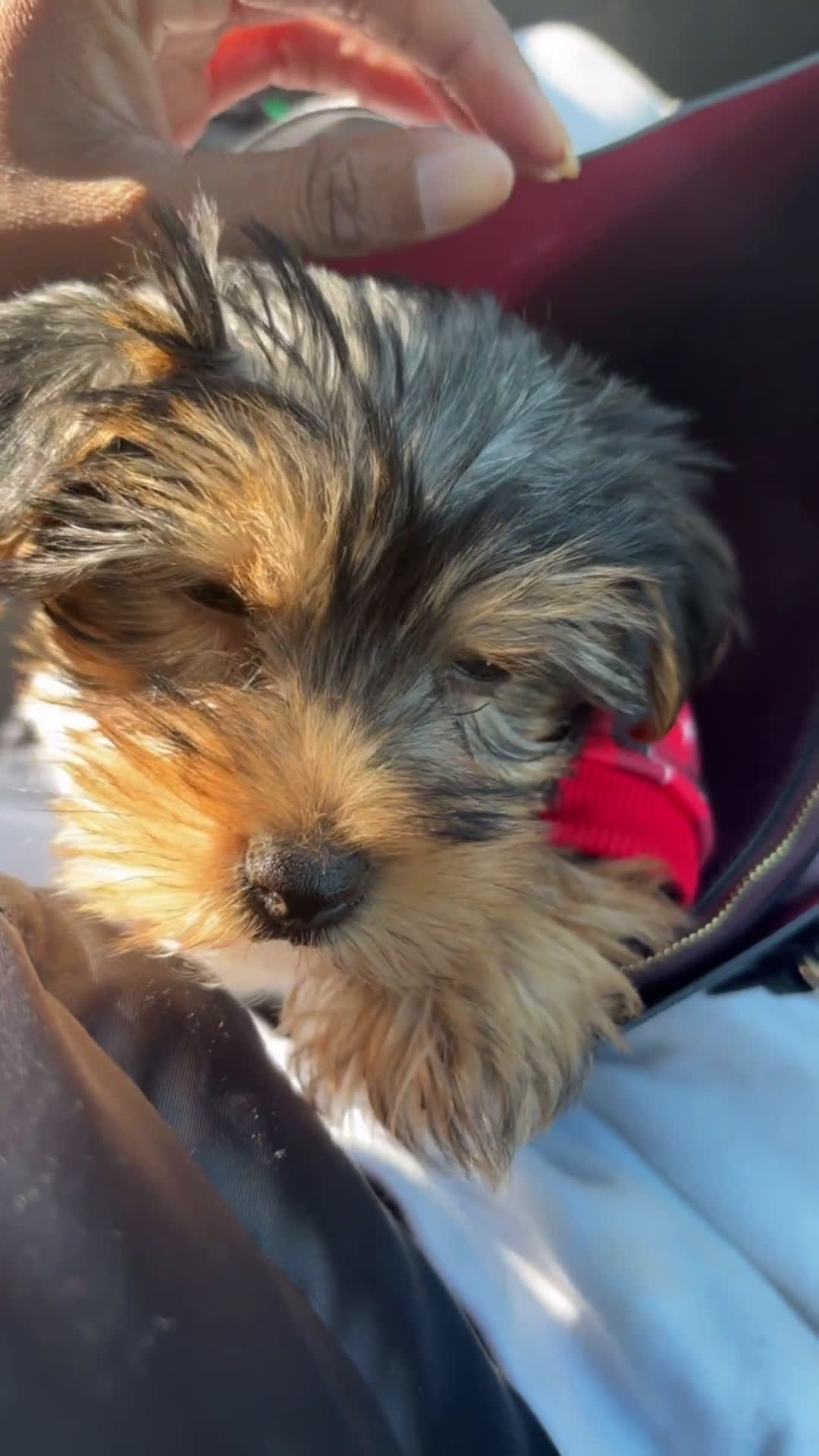 Yorkshire Terrier dogs for sale: Yorkshire Terrier 1 puppies - Video 2