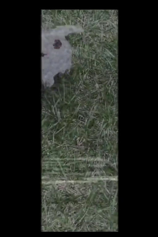 Maltipoo dogs for sale: Maltipoo 1 puppies - Video 1