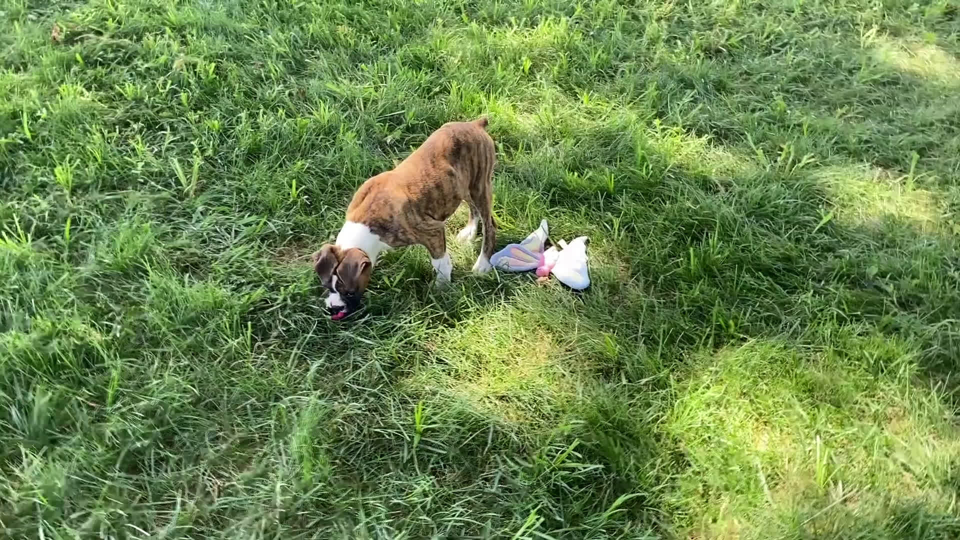 Boxer dogs for sale: Boxer 1 puppies - Video 3