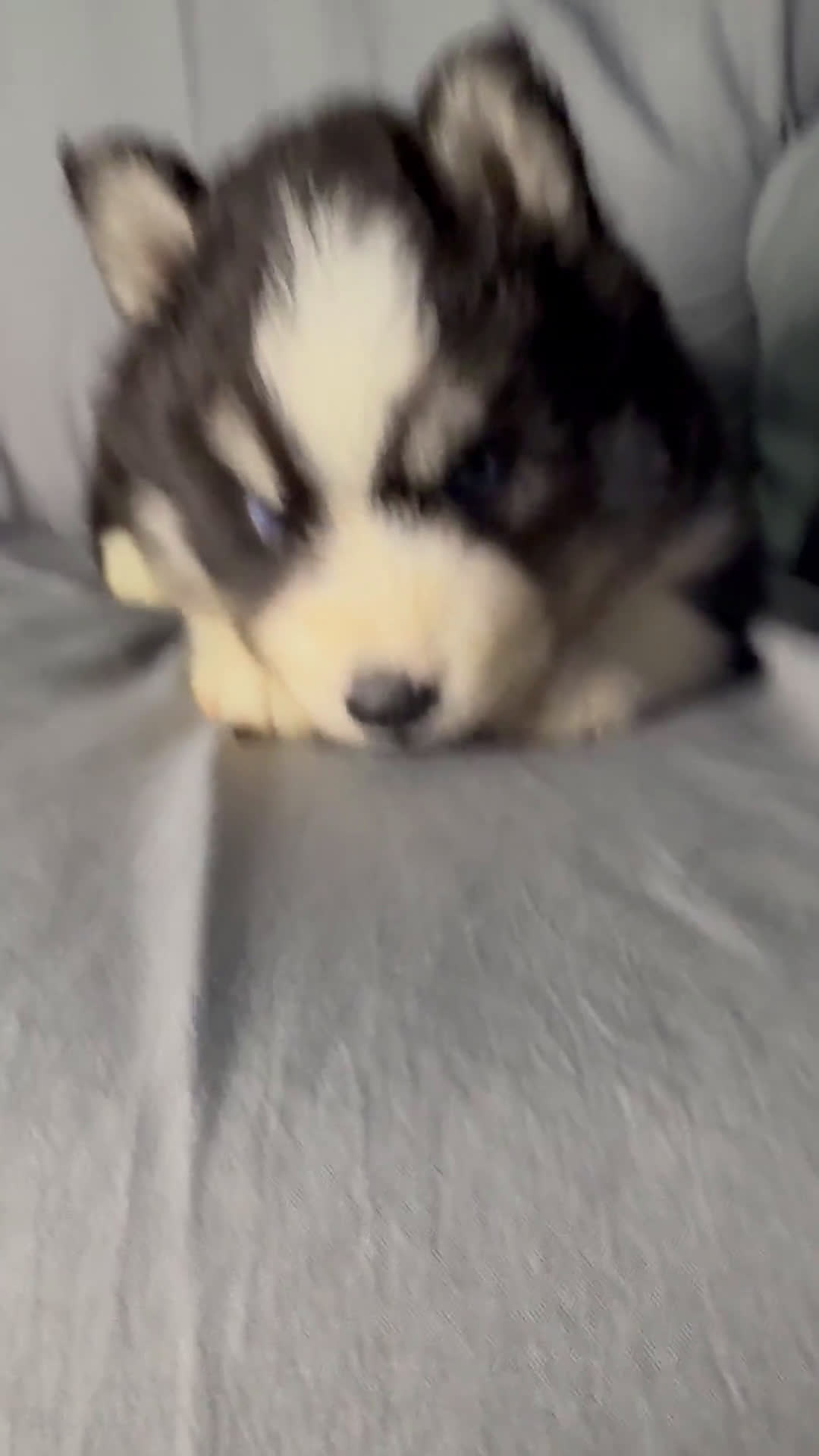 Siberian Husky dogs for sale: Siberian Husky 2 puppies - Video 1