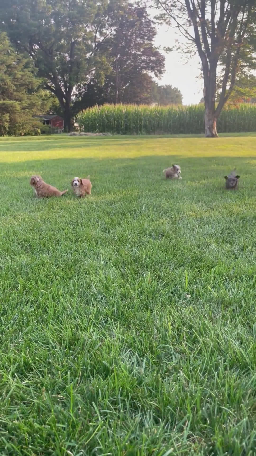 Mini Aussiedoodle dogs for sale: Mini Aussiedoodle 2 puppies - Video 2