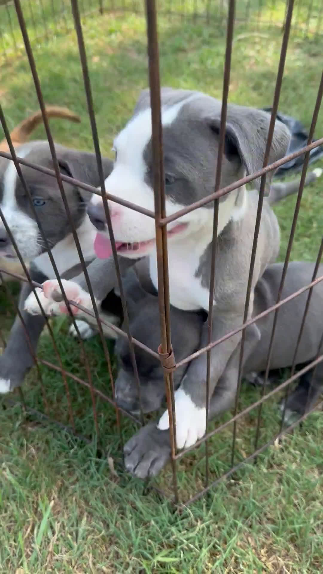 American Bully dogs for sale: American Bully 6 puppies - Video 2