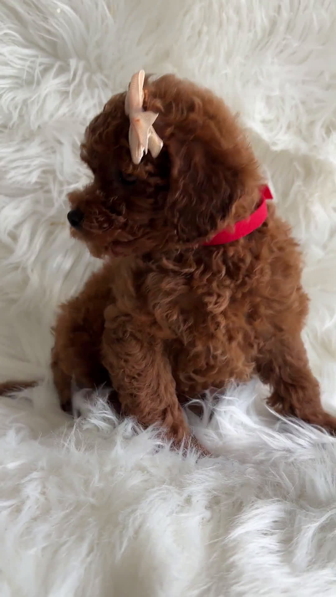 Cavapoo dogs for sale: Cavapoo 6 puppies - Video 2