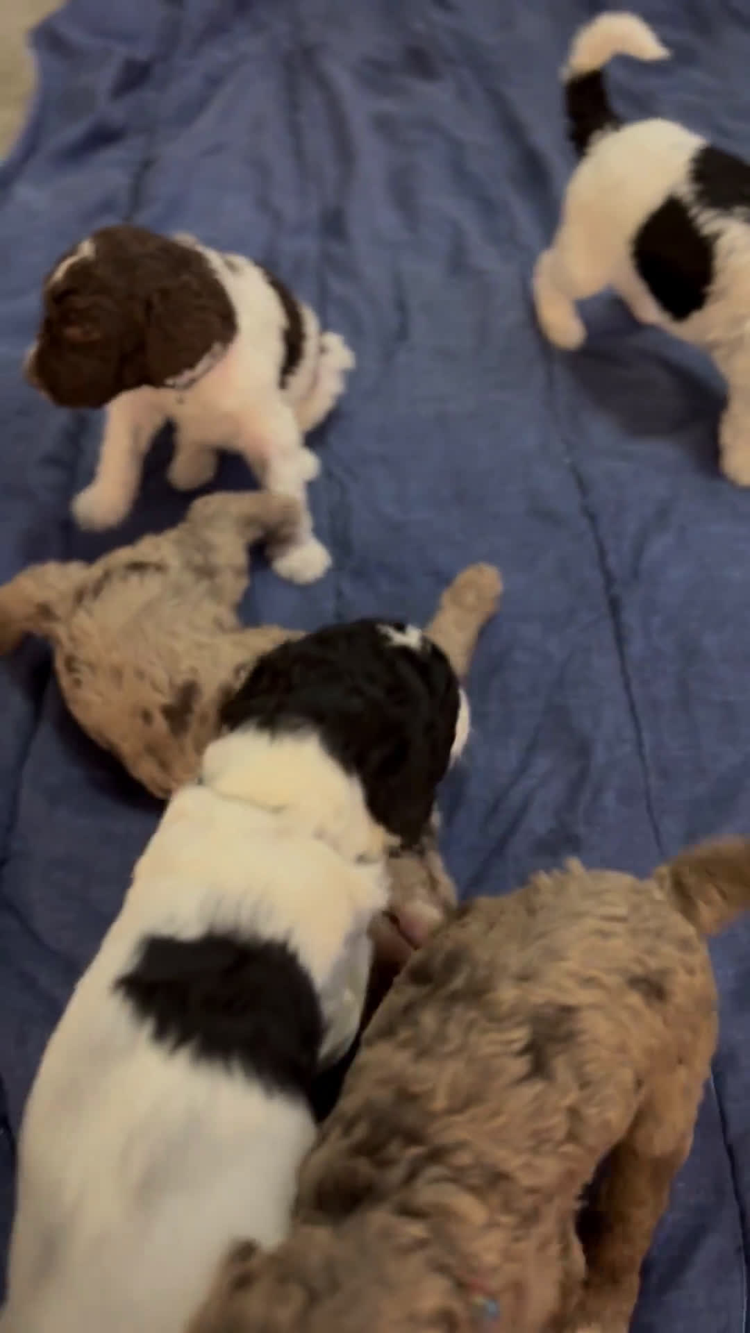 Standard Poodle dogs for sale: Standard Poodle 1 puppies - Video 1