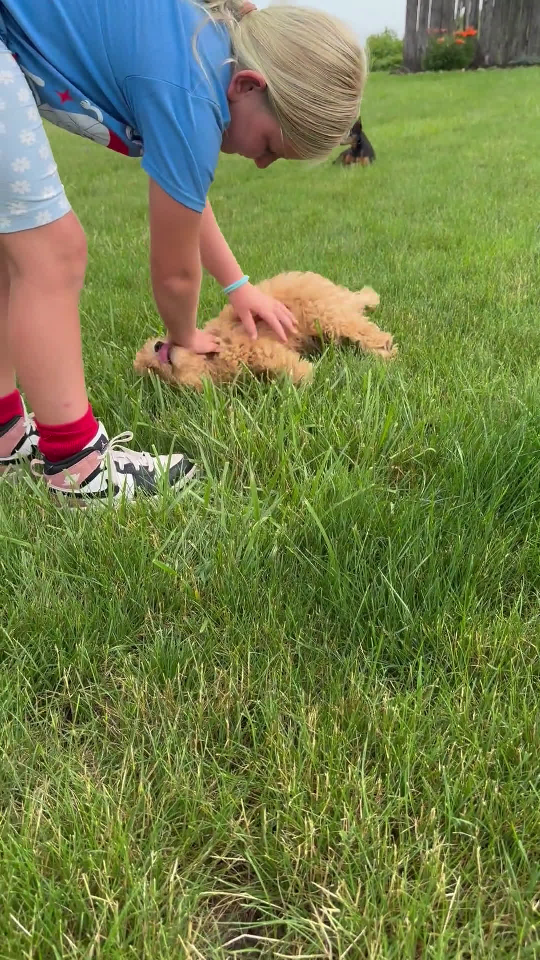 Cavapoo dogs for sale: Cavapoo 5 puppies - Video 3