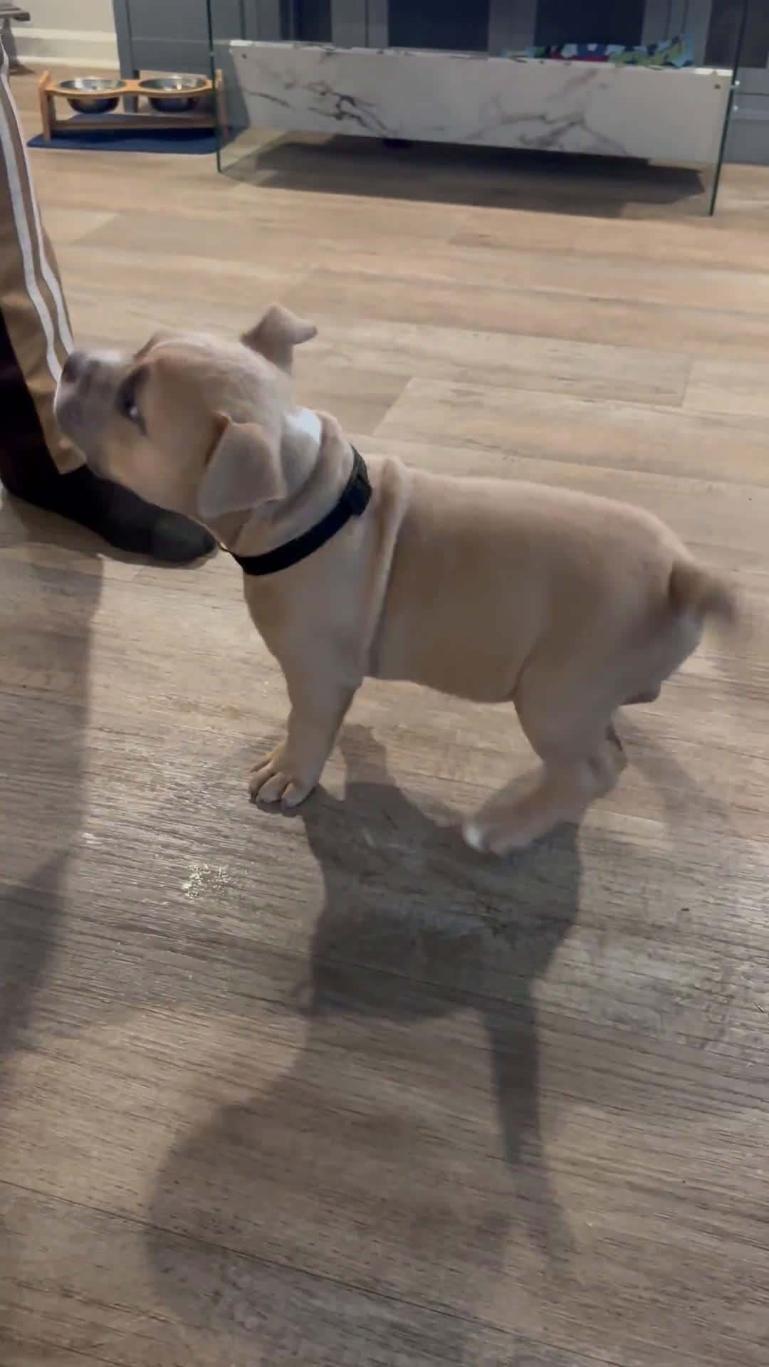 American Bully dogs for sale: American Bully 1 puppies - Video 2