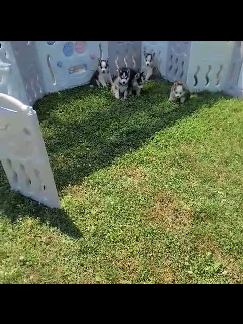 Pomsky dogs for sale: Pomsky 5 puppies - Video 2