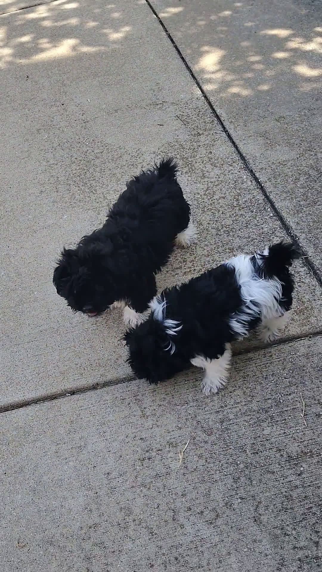 Shih Tzu dogs for sale: Shih Tzu 2 puppies - Video 1