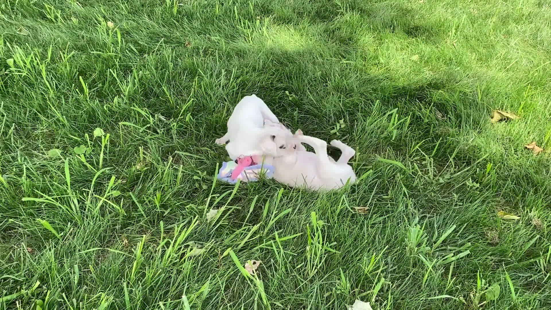 Boxer dogs for sale: Boxer 7 puppies - Video 1