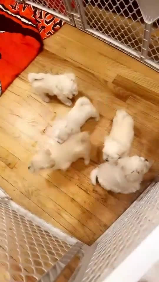 Maltese dogs for sale: Maltese 1 puppies - Video 1