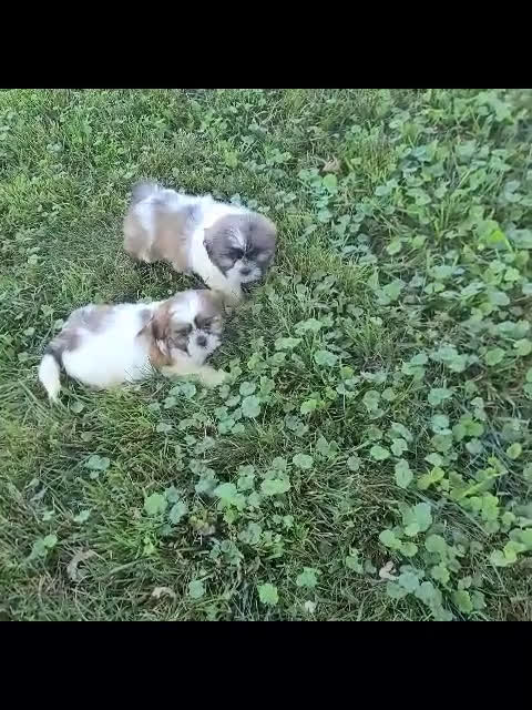 Shih Tzu dogs for sale: Shih Tzu 2 puppies - Video 1