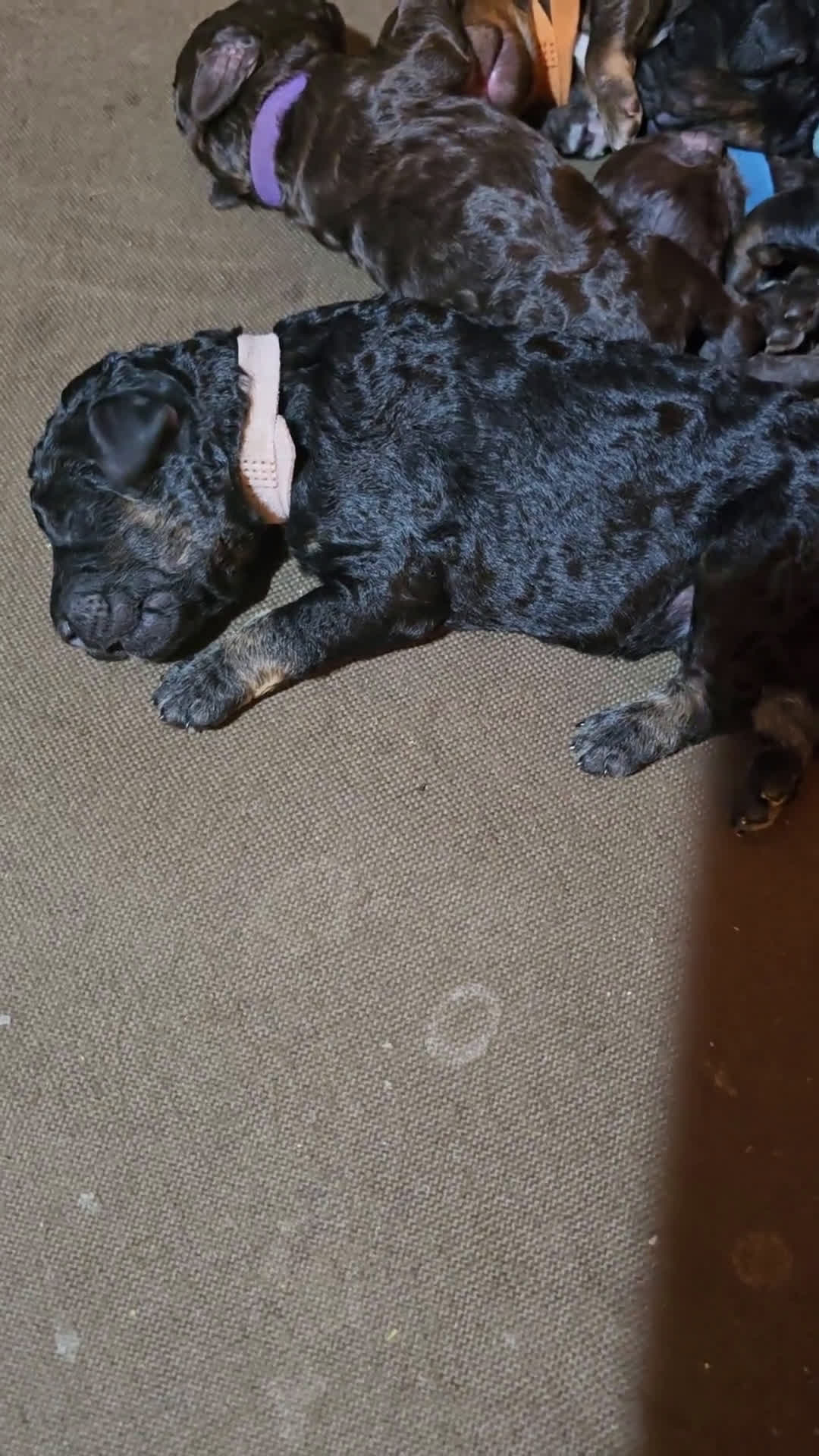 Labradoodle dogs for sale: Labradoodle 7 puppies - Video 1
