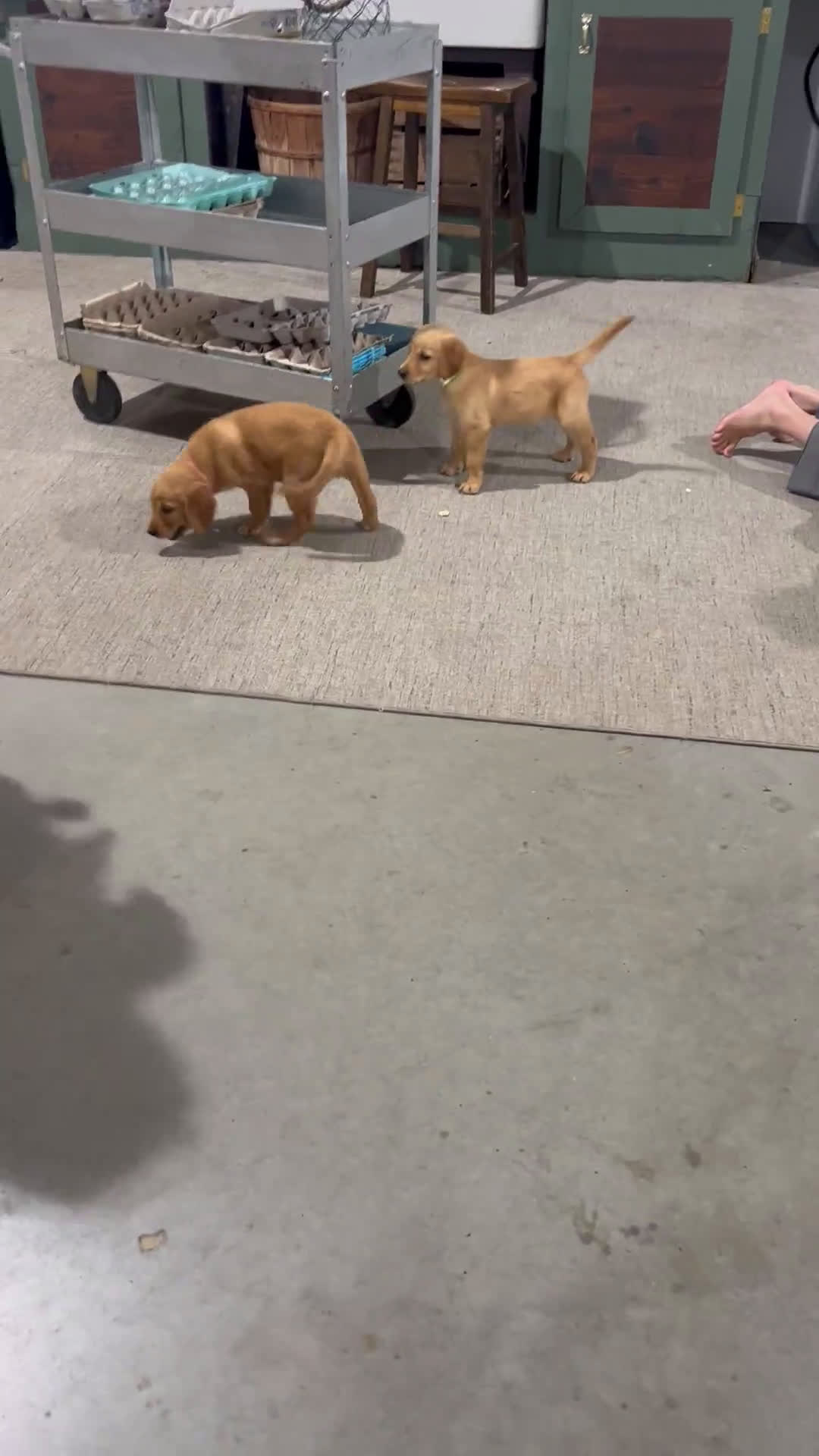 Golden Retriever dogs for sale: Golden Retriever 7 puppies - Video 2