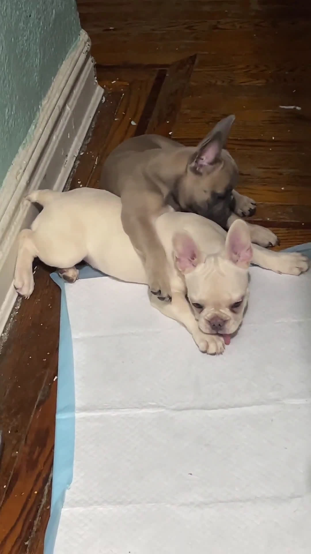 French Bulldog dogs for sale: French Bulldog 1 puppies - Video 1