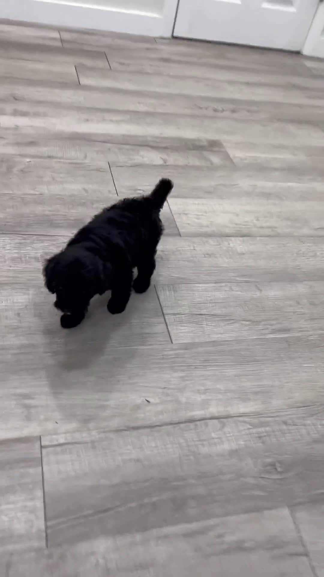  dogs for sale: Mini Goldendoodle 5 puppies - Video 3
