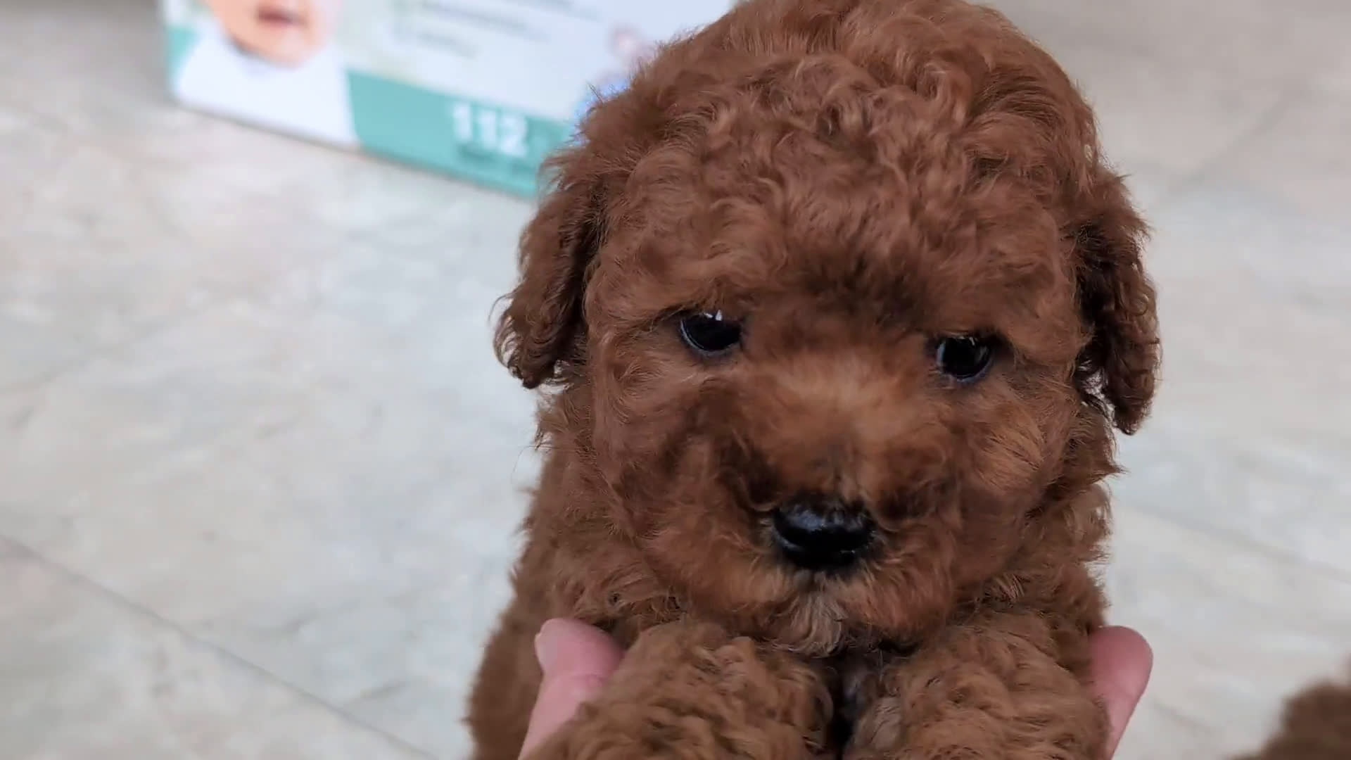 Miniature Poodle dogs for sale: Miniature Poodle 4 puppies - Video 2
