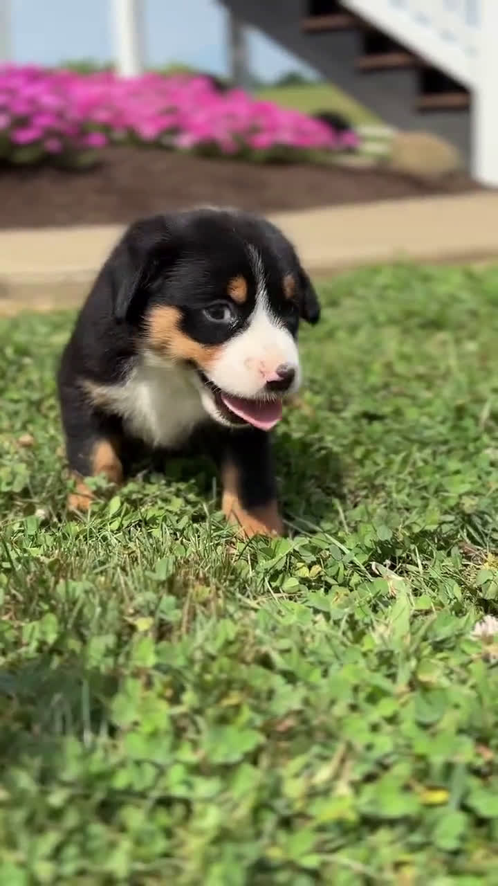 Greater Swiss Mountain Dog dogs for sale: Greater Swiss Mountain Dog 6 puppies - Video 3