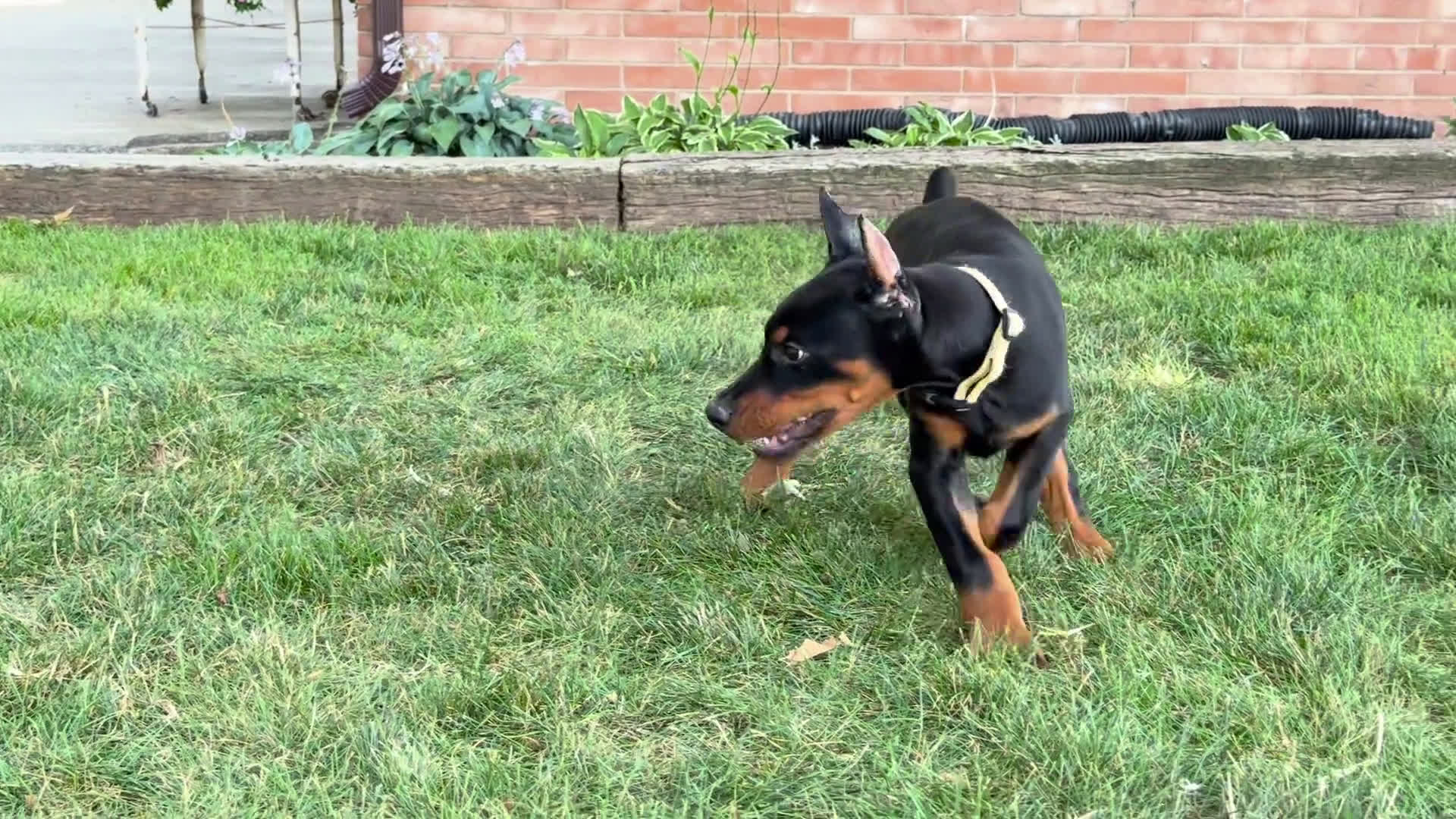 Doberman Pinscher dogs for sale: Doberman Pinscher 4 puppies - Video 2