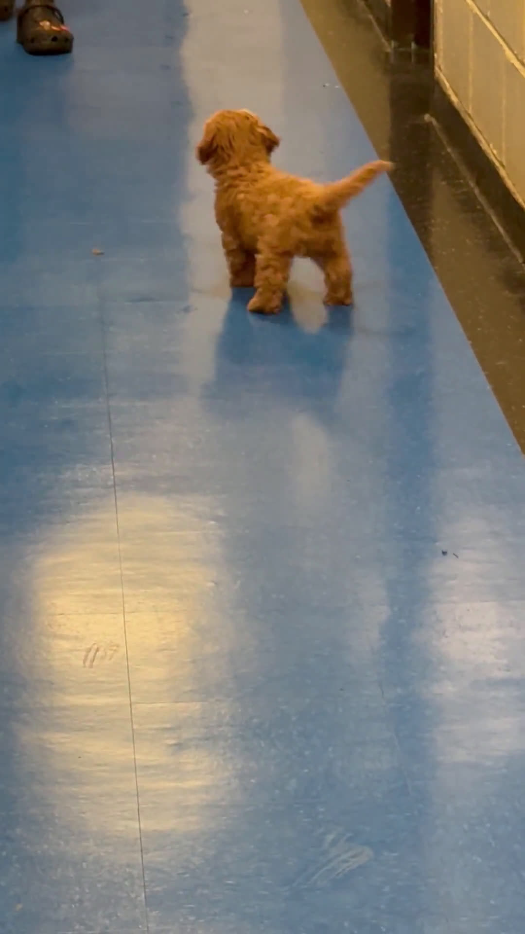 Cavapoo dogs for sale: Cavapoo 5 puppies - Video 1