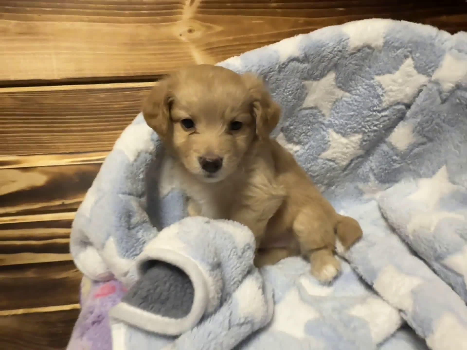 Mini Aussiedoodle dogs for sale: Mini Aussiedoodle 6 puppies - Video 2