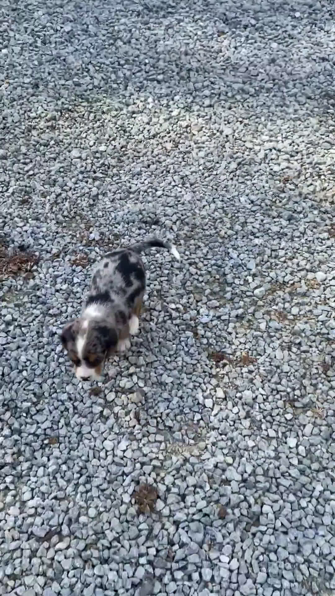 Beaglier dogs for sale: Beaglier 9 puppies - Video 1