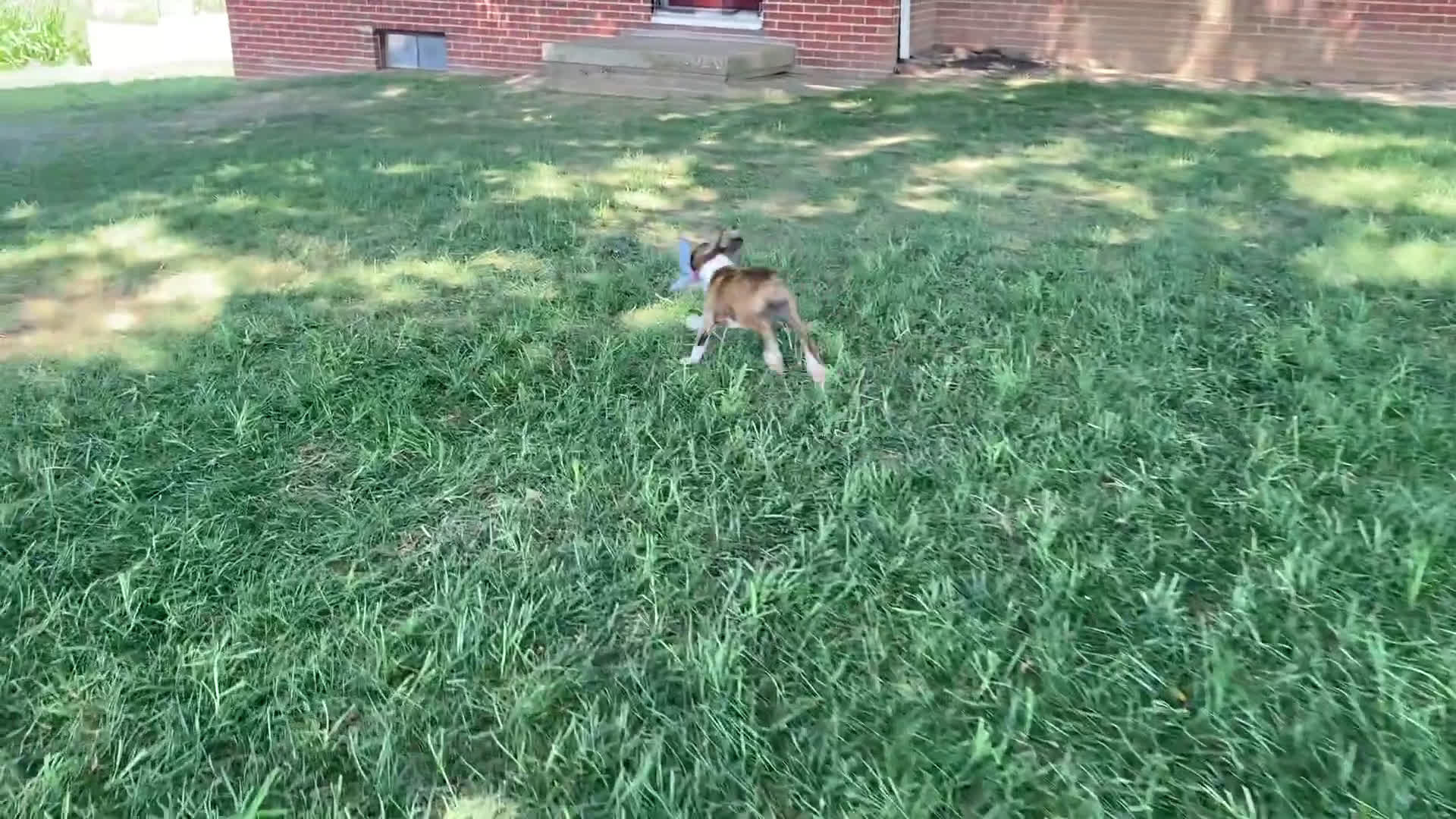 Boxer dogs for sale: Boxer 1 puppies - Video 1