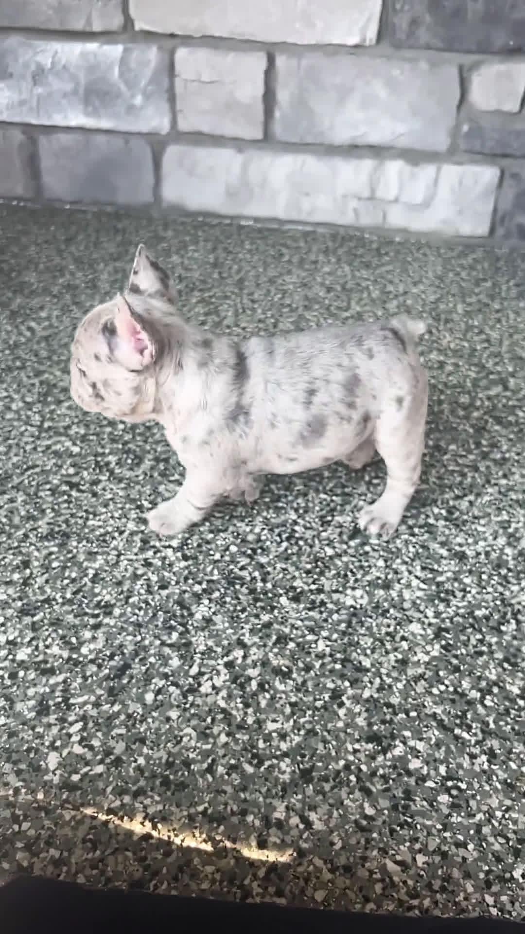 French Bulldog dogs for sale: French Bulldog 2 puppies - Video 1