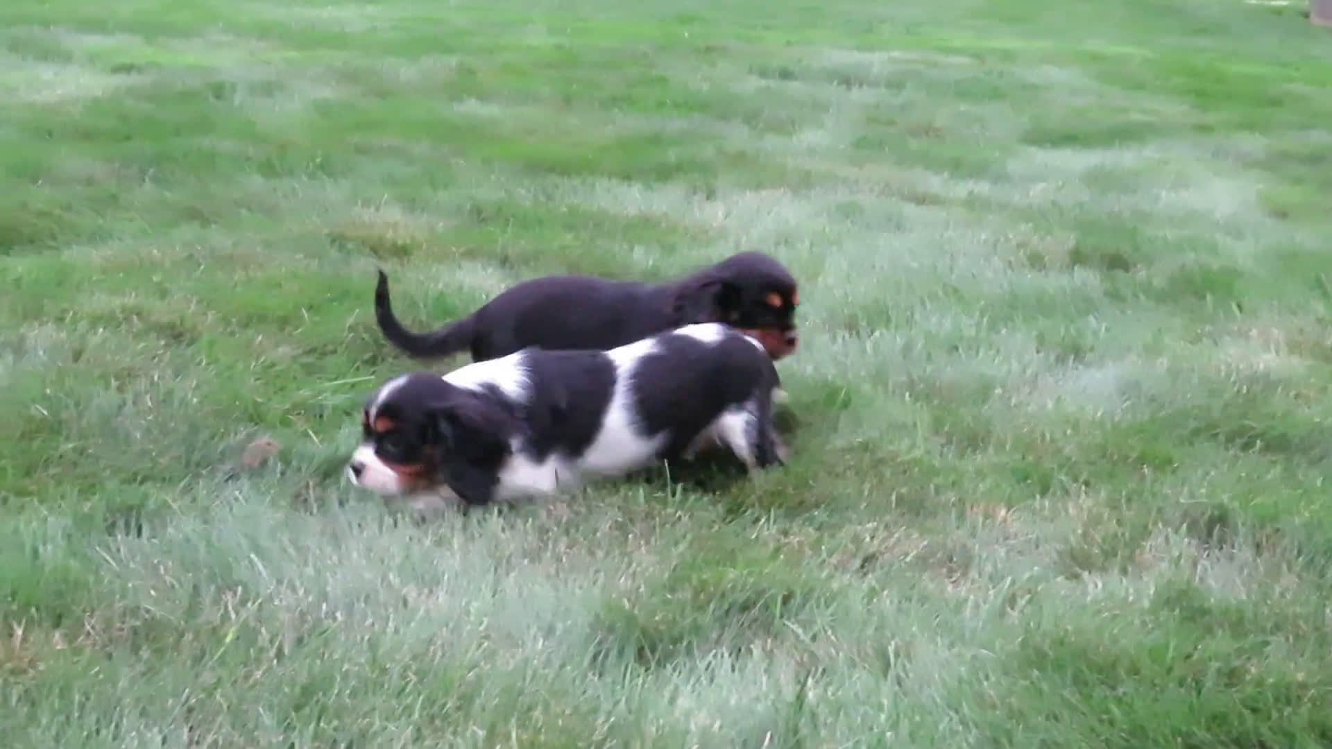 Cavalier King Charles Spaniel dogs for sale: Cavalier King Charles Spaniel 2 puppies - Video 3