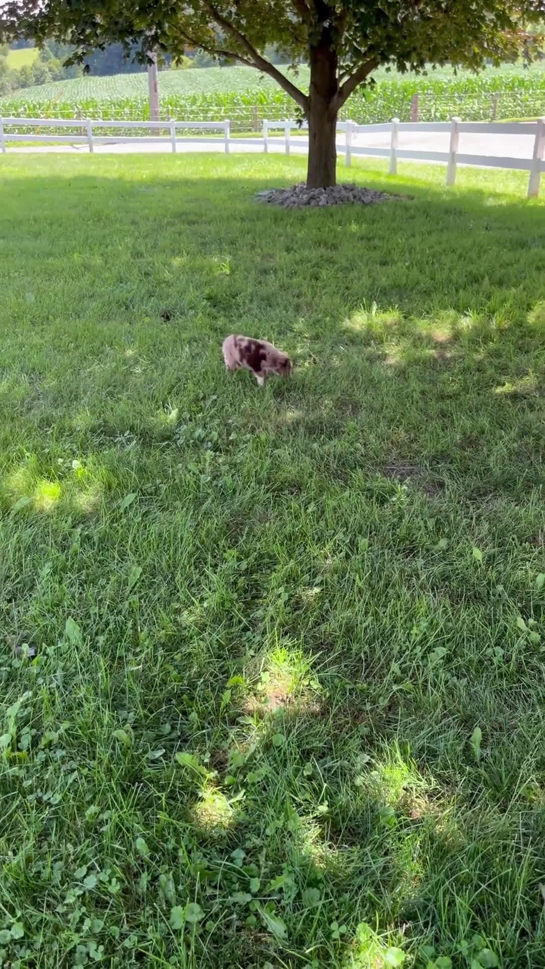 Miniature Australian Shepherd dogs for sale: Miniature Australian Shepherd 4 puppies - Video 2