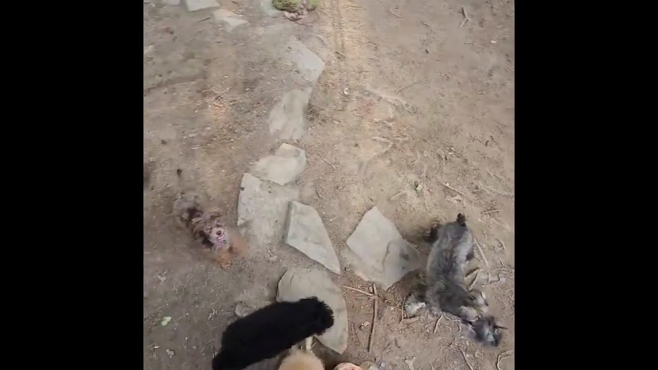 Miniature Poodle dogs for sale: Miniature Poodle 1 puppies - Video 1