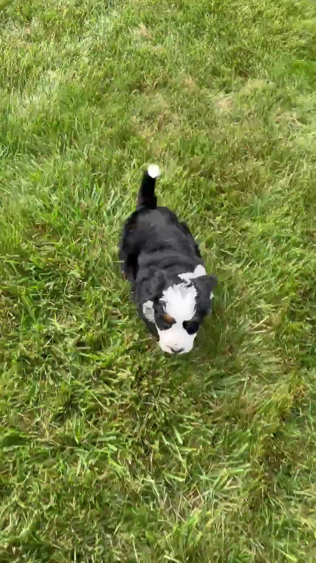 Mini Bernedoodle dogs for sale: Mini Bernedoodle 4 puppies - Video 1