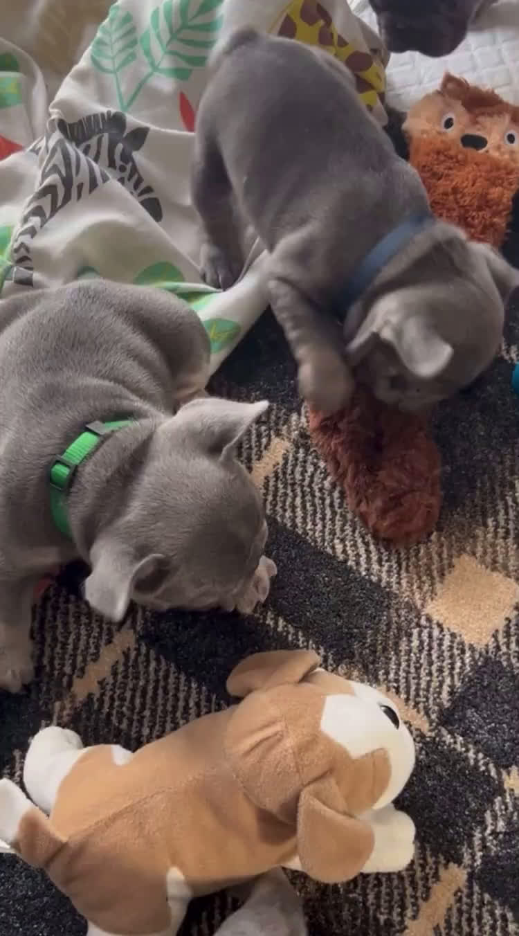 French Bulldog dogs for sale: French Bulldog 1 puppies - Video 1