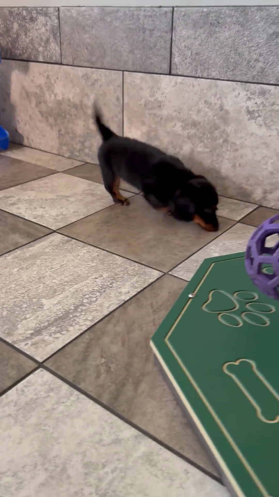 Miniature Dachshund dogs for sale: Miniature Dachshund 2 puppies - Video 1