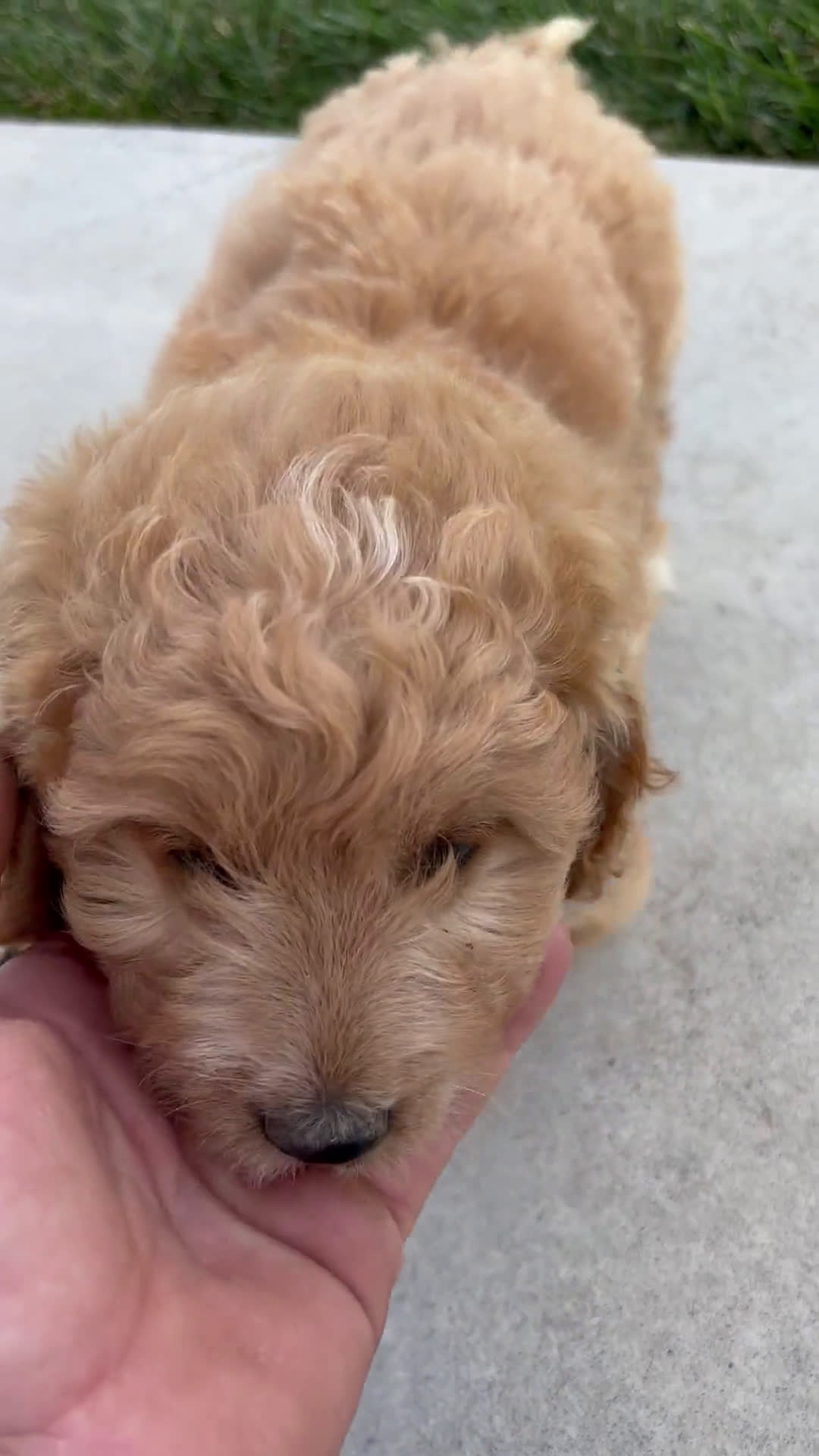  dogs for sale: Mini Goldendoodle 7 puppies - Video 1