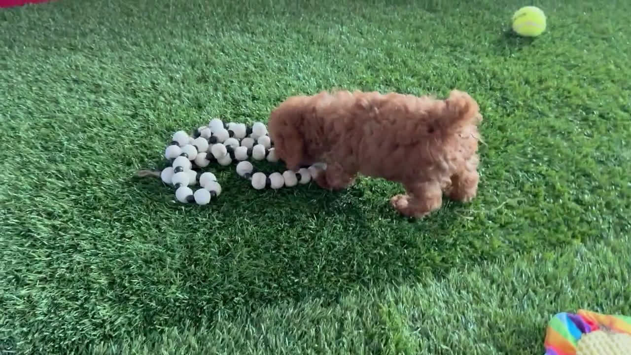 Toy Poodle dogs for sale: Toy Poodle 2 puppies - Video 2