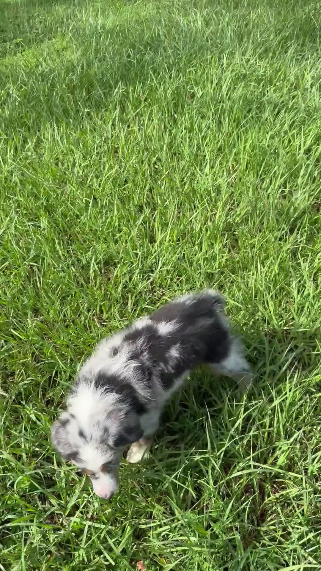 Miniature Australian Shepherd dogs for sale: Miniature Australian Shepherd 4 puppies - Video 1